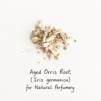 Aged orris root chips on white background, Iris germanica – natural perfumery ingredient